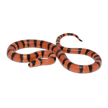 Tangerine Honduran Milk Snake